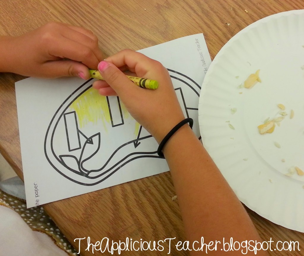 seed dissection plant activities for 2nd grade
