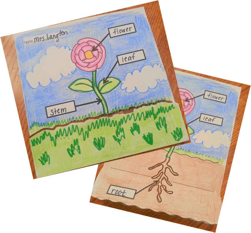 Plant diagram- love how you can fold down the diagram to show the parts of the plant that is below the soil! TheAppliciousTeacher.com