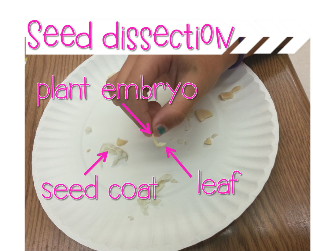 second grade science experiments