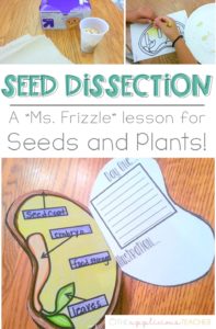Seed dissections- love this idea for a plants and seeds unit! Hands on, engaging, and FUN! TheAppliciousTeacher.com #seedactivities #plantactivities #2ndgrade #2ndgradescience