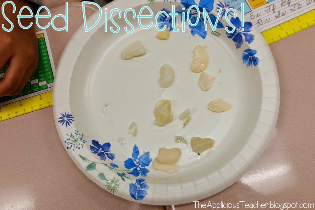 seed dissections, seed activities