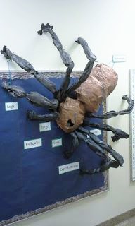 Massive spider diagram bulletin board. Love this for a spider unit!