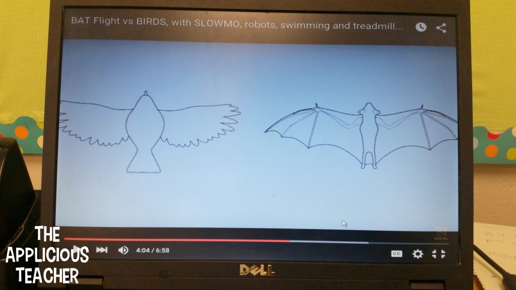 bat vs. birds video