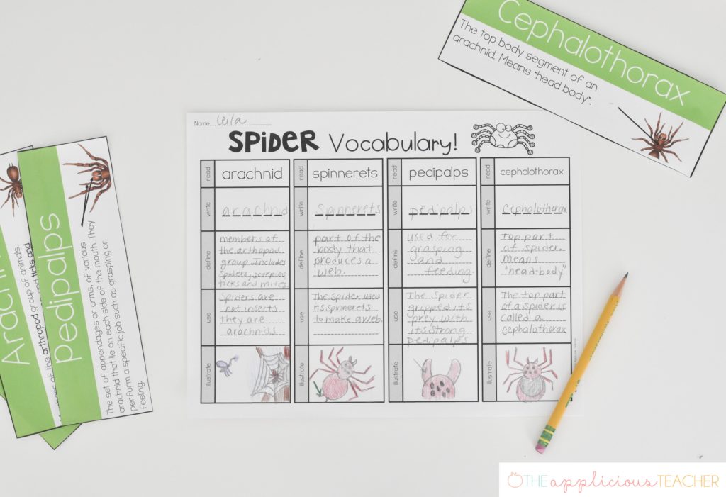 spider vocabulary activity: vocabulary read and do