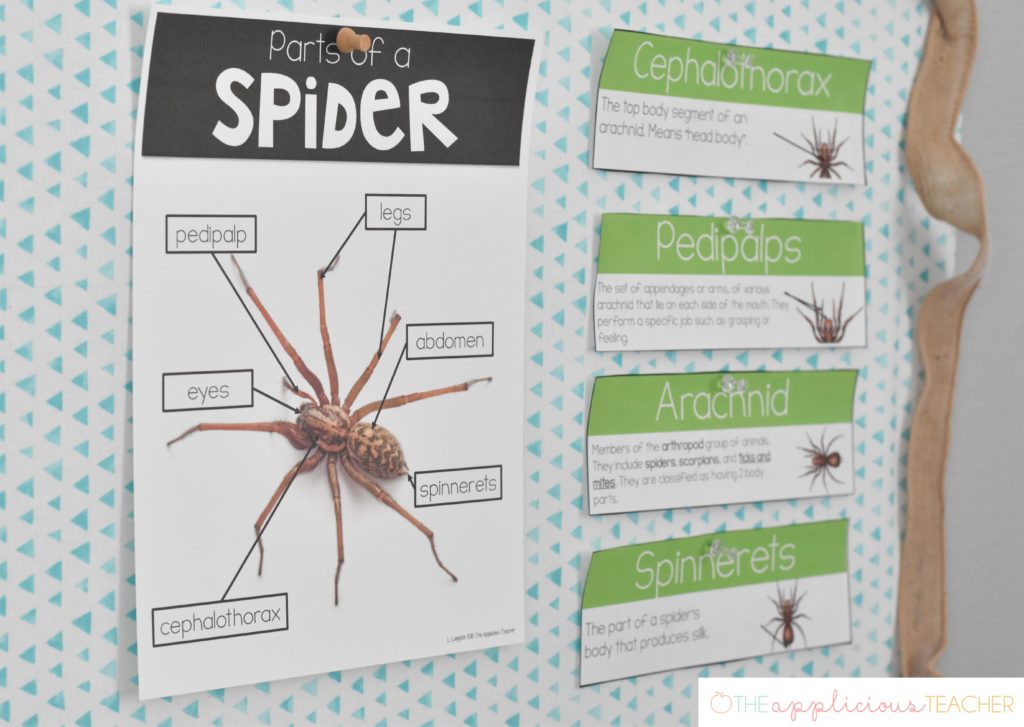 spider anatomy poster spider unit